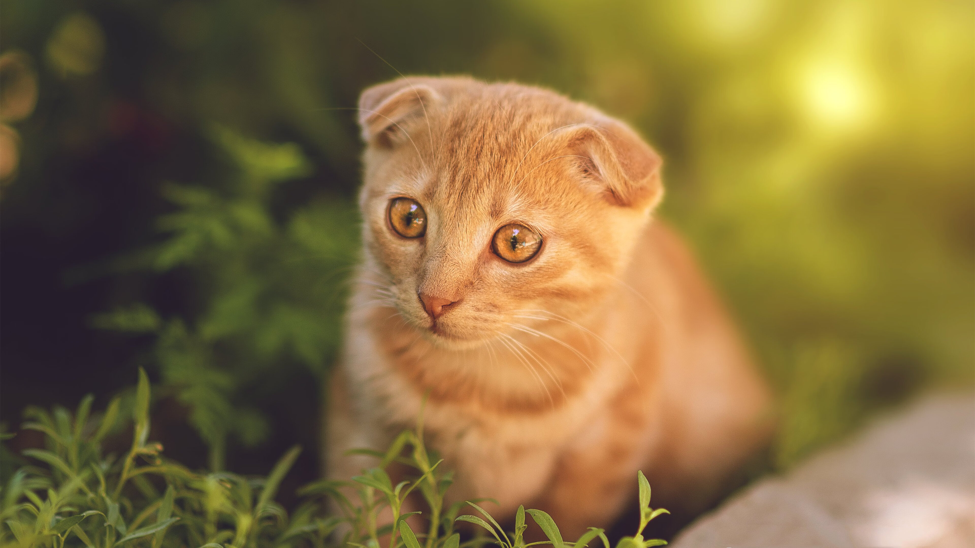 开云kaiyun-今年联盟中场得分最高的五位球员榜单出炉,今年联盟中场得分最高的五位球员榜单出炉了吗