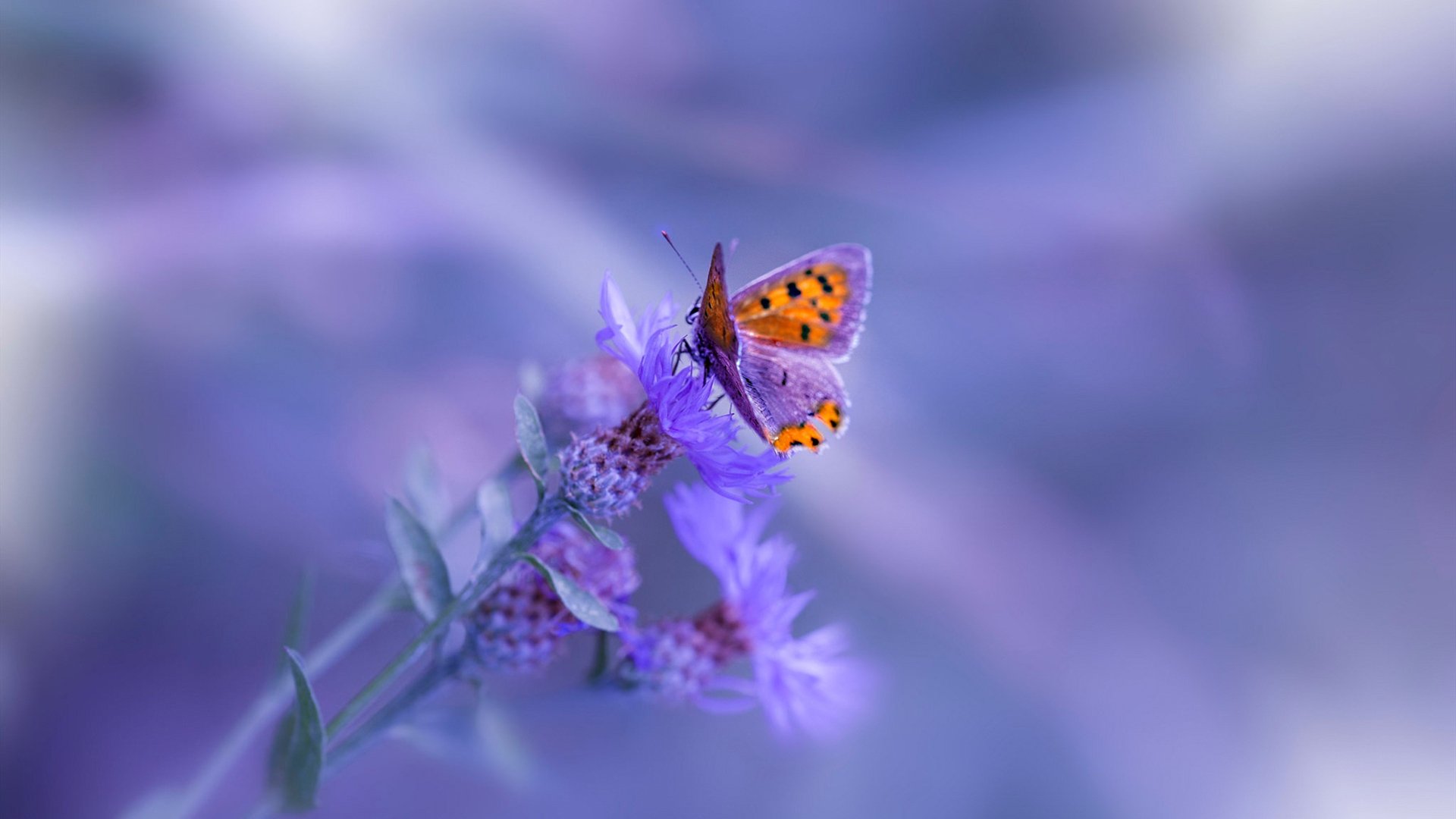 开云网页版登录入口-从业余到专业:车手的奋斗历程,当车手赚钱吗