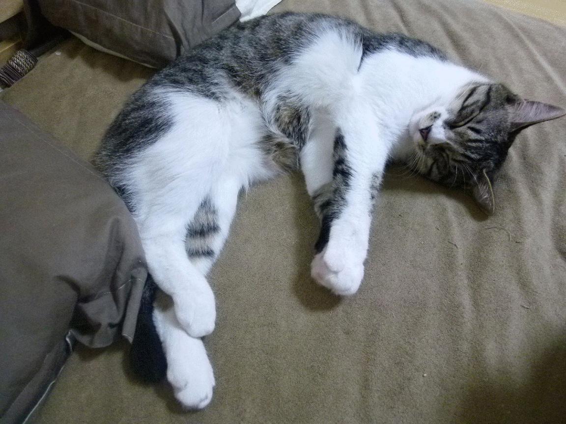 开云中国-利物浦采用新的高压战术，连续三场零封对手，利物浦never give up