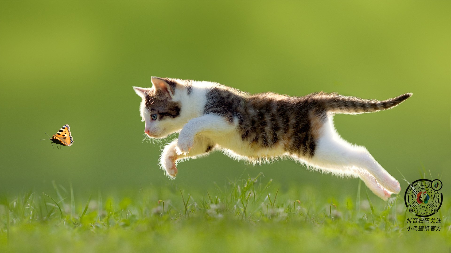 开云中国-西部联盟新军崛起,灰熊本季黑马气质十足,西部灰狼