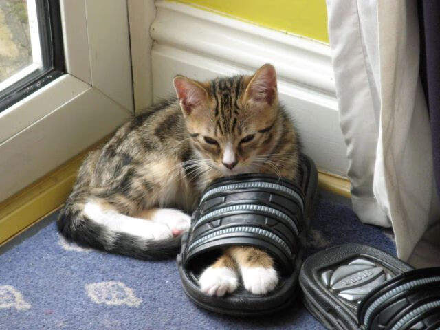 kaiyun官方网站-赛事转播技术保障公平竞技环境,赛事转播权的概念