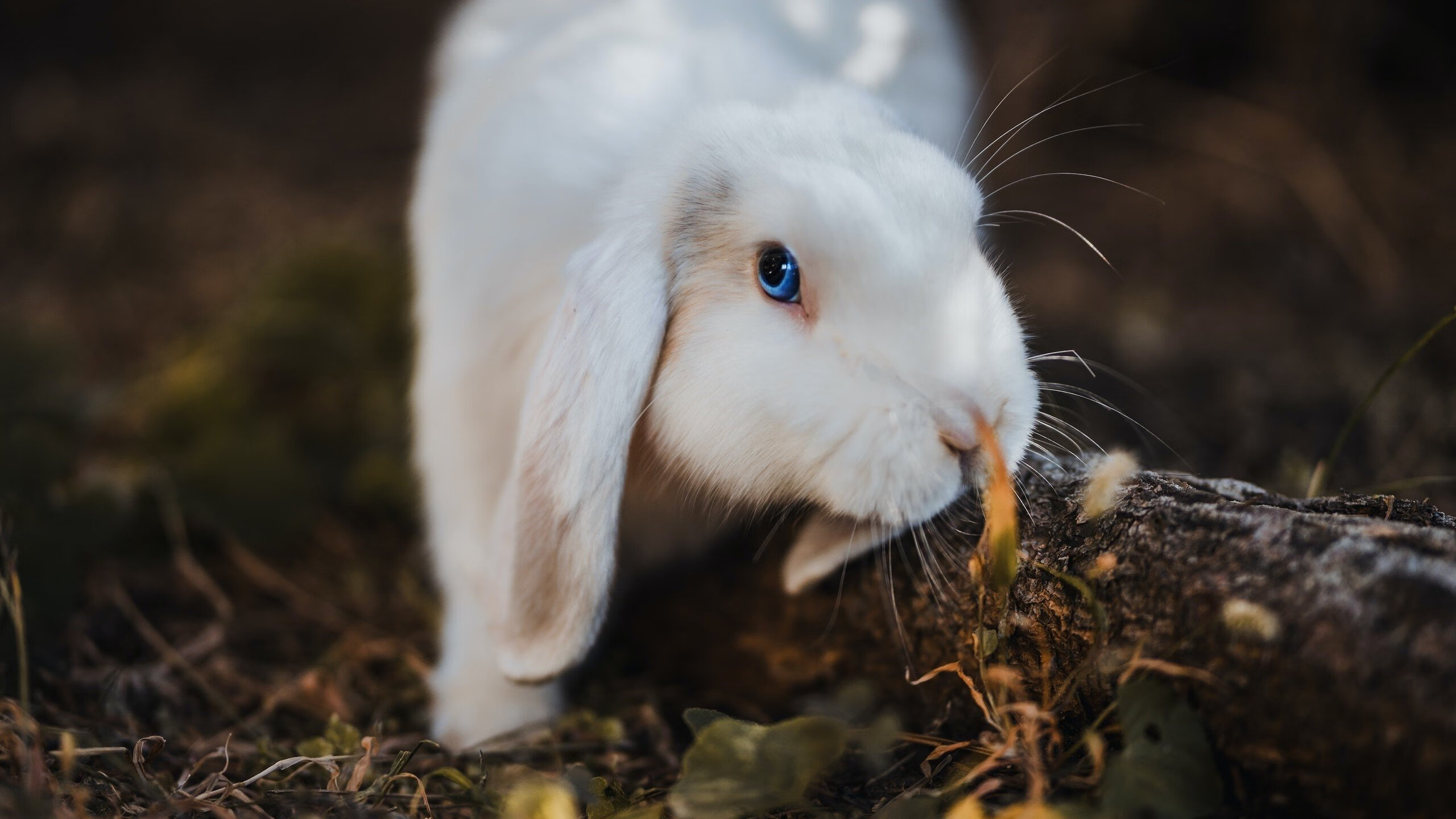 开云入口-CBA球队战术执行效果评估，篮球战术方案制定