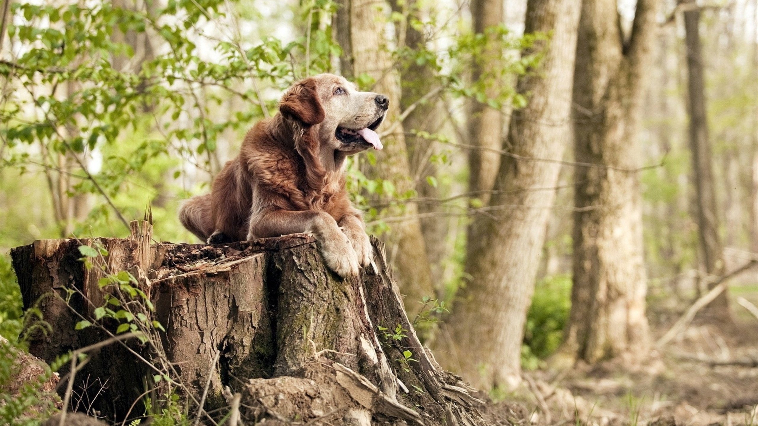 开云·Kaiyun网页版-《湖人季后赛前景分析：詹姆斯和戴维斯能否带队走得更远？》，湖人季后赛詹姆斯数据