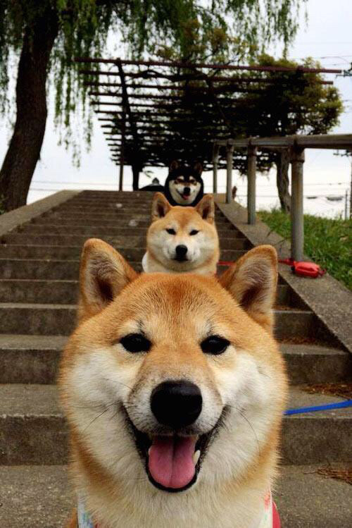 kaiyun体育综合-意大利马术协会建立马匹基因数据库,促进马匹选育与训练。,意大利maryam马皮