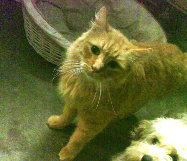 开云官网APP下载-拜仁慕尼黑主场3-0战胜沃尔夫斯堡，豪取三连胜，拜仁慕尼黑主场5-1逆转沃尔夫斯堡