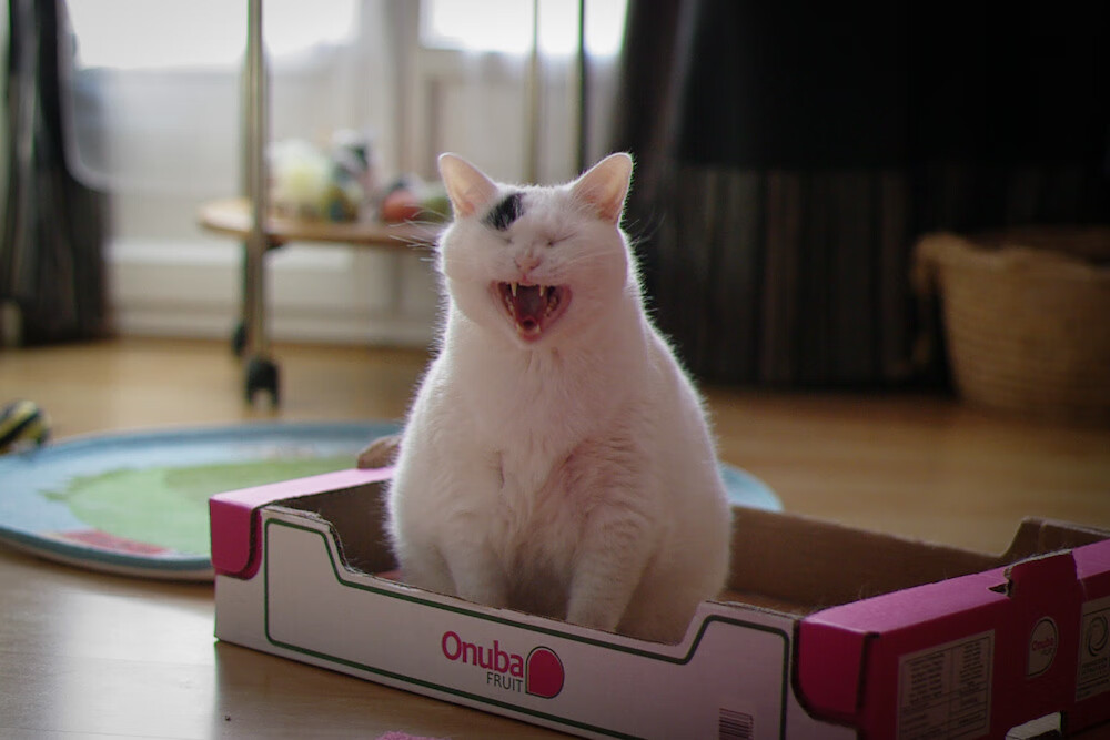 Kaiyun APP-昂热前场火力不济，教练组寻找进攻火药，昂热对里尔聚胜顽球汇