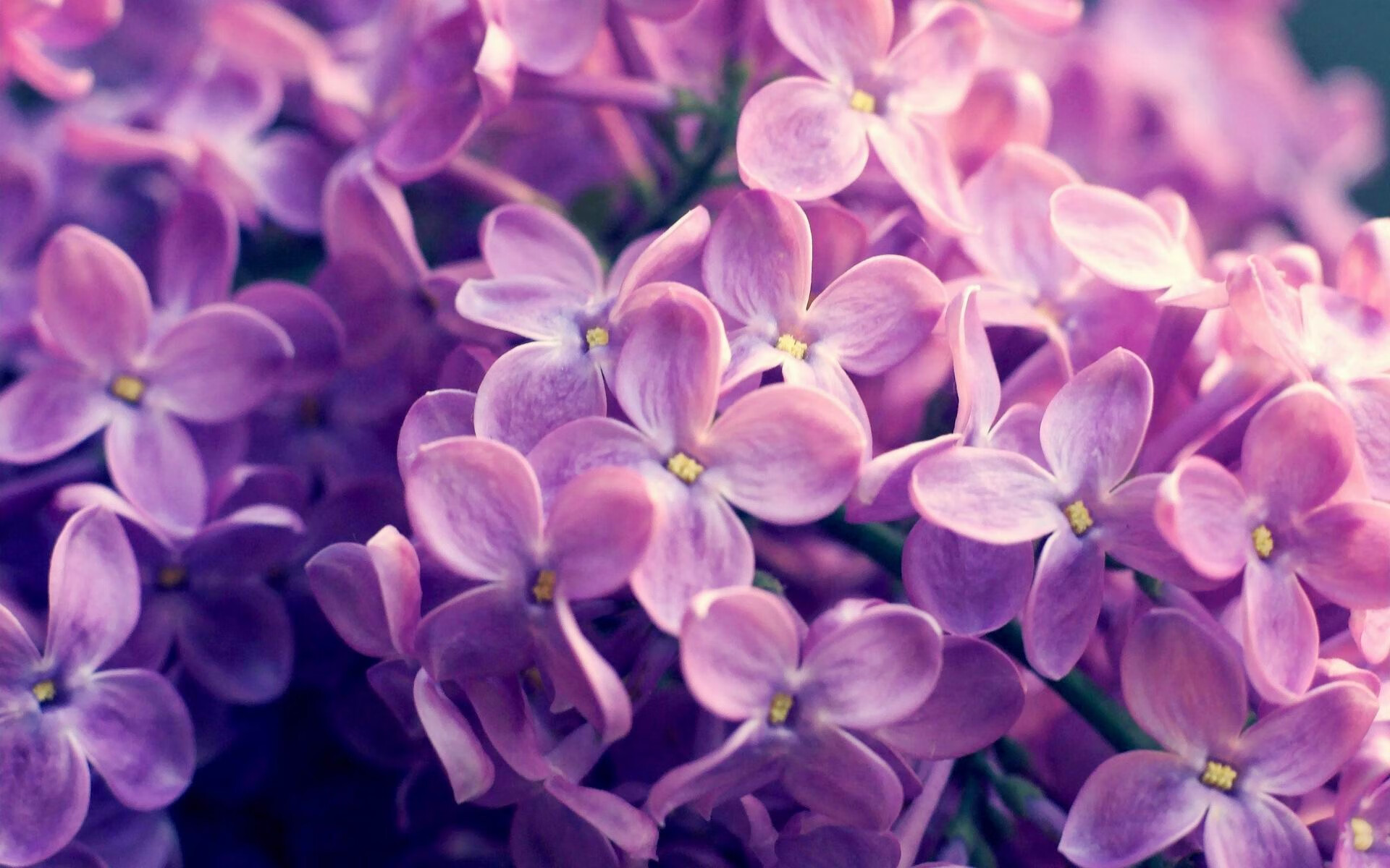 开云官网APP下载-申花迎战韩国劲旅,备战决赛,申花韩国球员