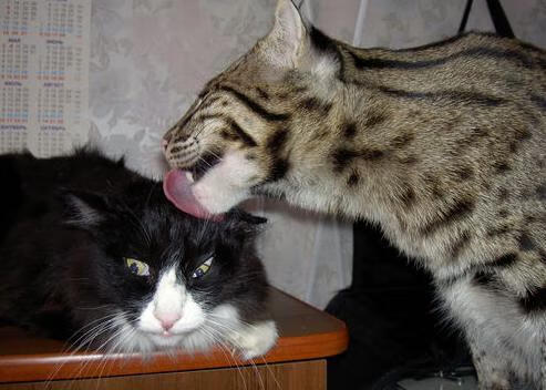 开云网站-电竞游戏社区多元文化融合与玩家行为规范建设研究,电竞类的社群