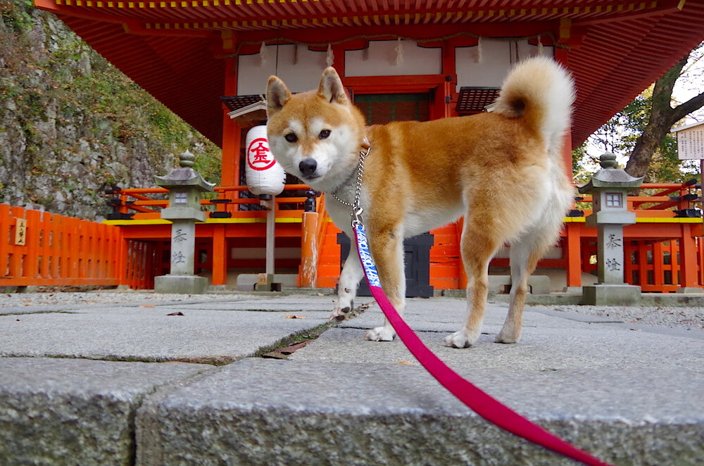 开云网页版登录入口-纽卡斯尔1-0切尔西，主场小胜，纽卡斯尔vs切尔西结果