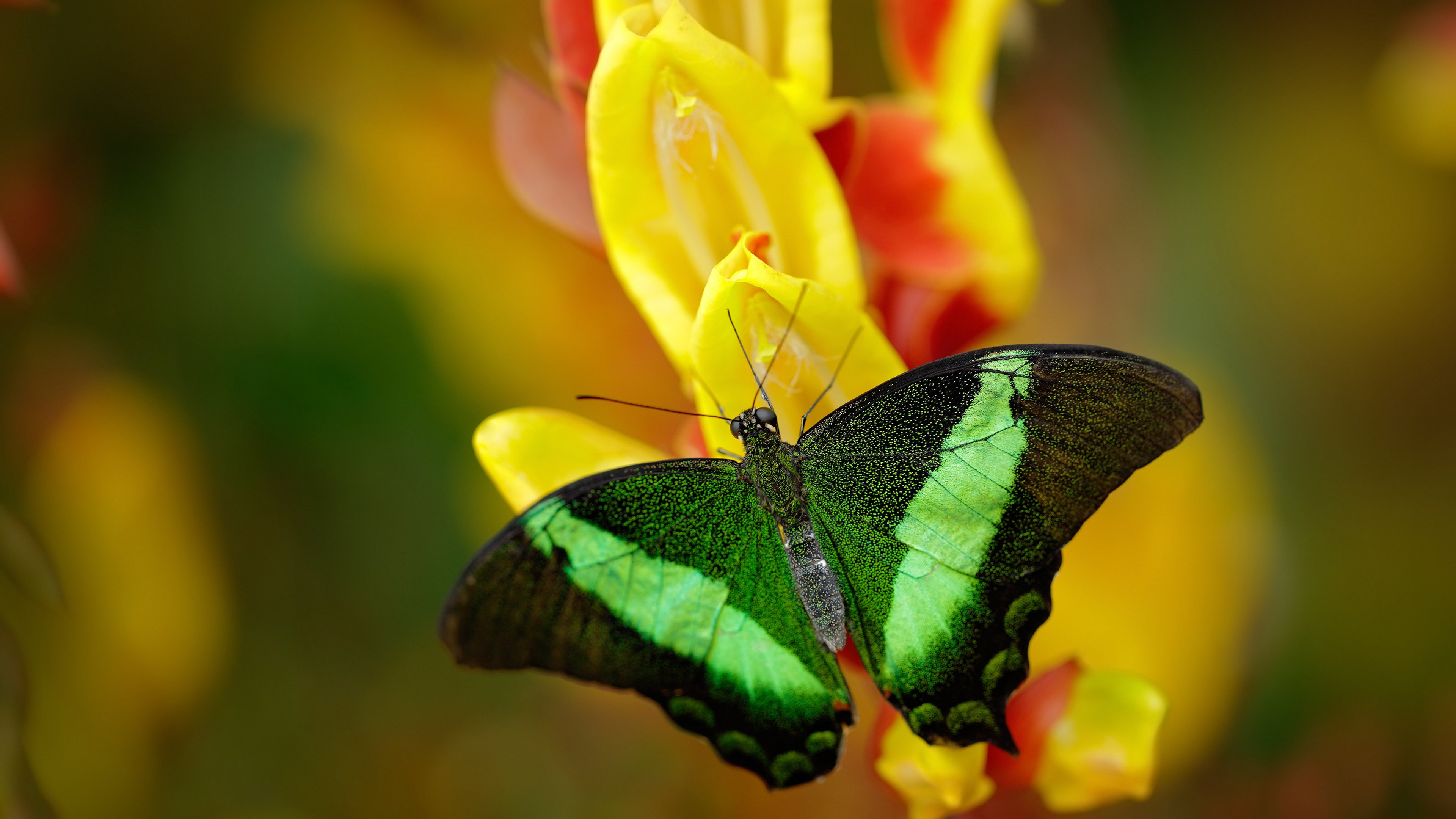kaiyun官方入口登录-美国队赛制评析:如何利用赛制的灵活性增强整体优势,美国队赛事