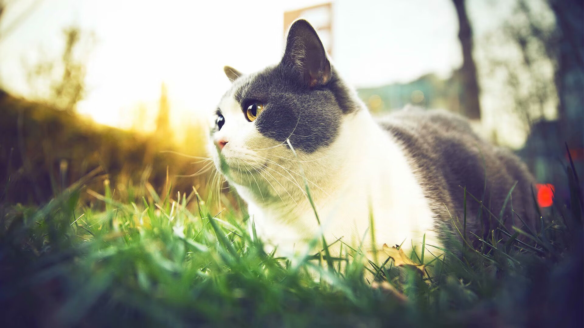 Kaiyun APP-德甲五秒秒杀：瞬间得分瞬间成名，德甲最快提前几轮夺冠