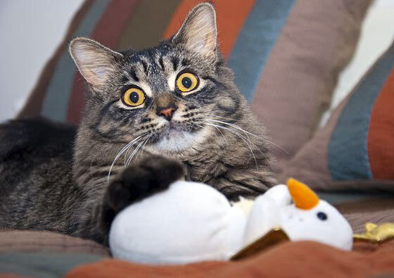 kaiyun开云·官方网站-浓眉带伤出战湖人带动全队节奏,湖人队的浓眉伤势怎么样